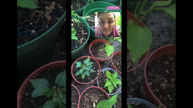 Growing hot sauce from seed #peppergardening #chiliheads #gardenupdate смотреть онлайн