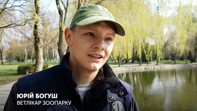 Як на Лебединку лебедів повертали смотреть онлайн