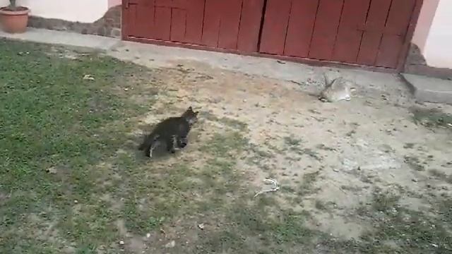Смішні звірі смотреть онлайн