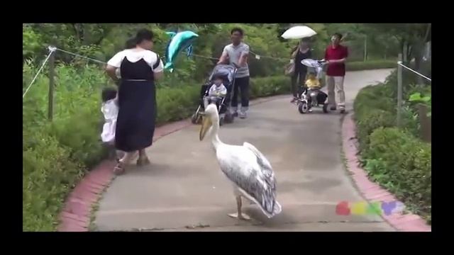 Move B*tch - PIMP Pelican смотреть онлайн