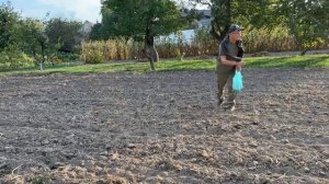 Сидераты. Посев горчицы 23.09.2023