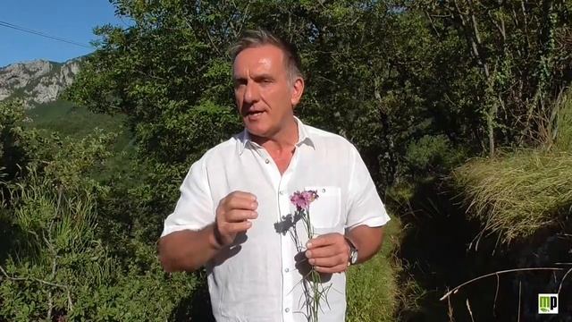 Garofano dei certosini смотреть онлайн