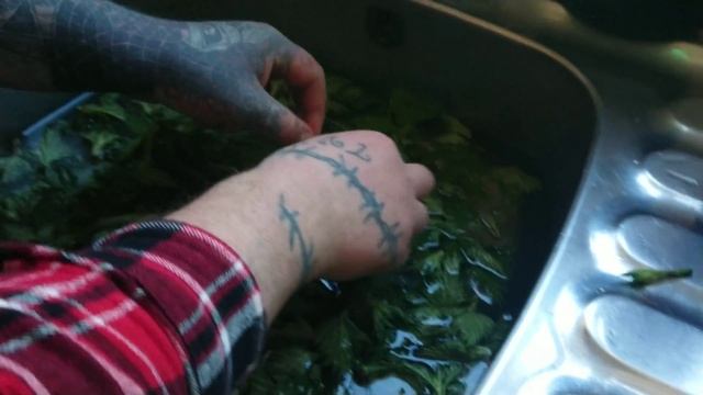 How To Harvest & Cook Stinging Nettle Soup 🌿