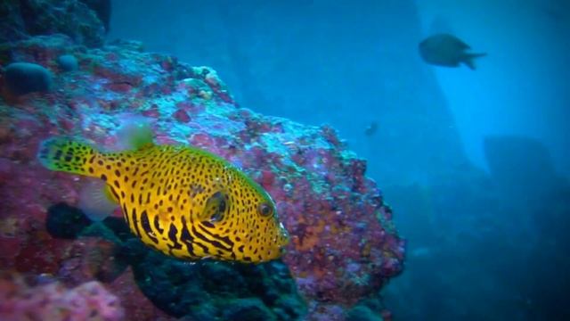 【テトロドトキシン】モヨウフグの幼魚　" Tetrodotoxin " смотреть онлайн