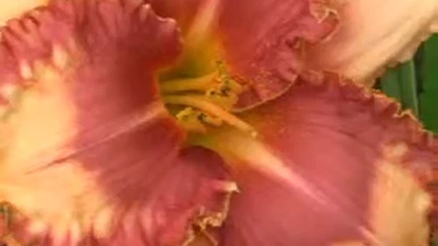 Лилейник daylily JOAN OCHS смотреть онлайн