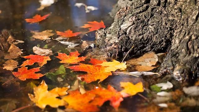 autumn смотреть онлайн