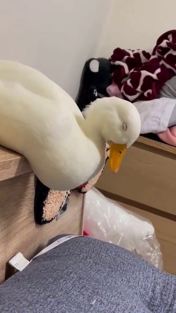 The duck is sleeping😴💤💤...#AmazingVideo96 смотреть онлайн