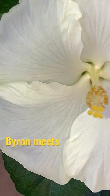 Byron meets #гибискус #bypridanov #гибискус смотреть онлайн