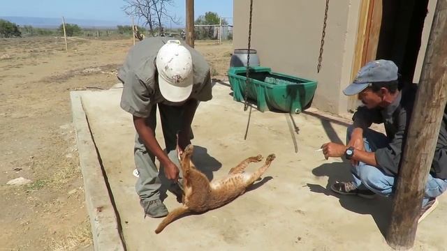 Hunting in Africa Caracal & Duiker смотреть онлайн