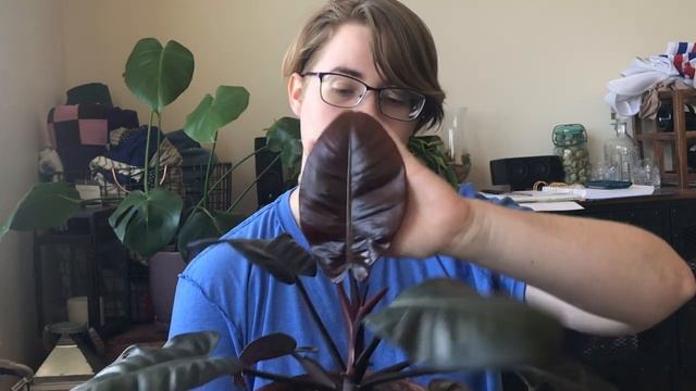 Black Cardinal Philodendron Care Tips смотреть онлайн
