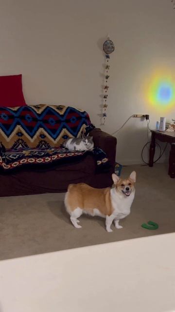 My corgi is so SMART 🤣😜