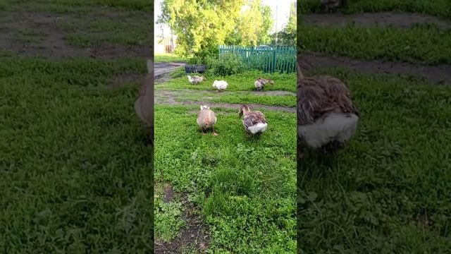 гуси 🦢 три породы 🦢живут вместе 🤲 дружно 🤲 смотреть онлайн