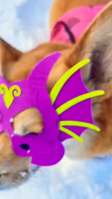 Кролик вернется через 11 лет. А пока нас бережёт дракон, корги-дракон смотреть онлайн