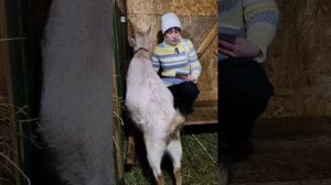 Как и зачем закислять козу перед родами?