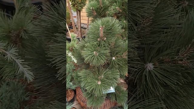 ❤🌲Обзор хвойных вкусняшек🥰😍 | Telegram: https://t.me/love_is_hvoiny_dvorik