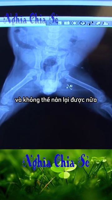 Chú chó bị liệt 4 chân bẩm sinh tội nghiệp được cô chủ yêu thương chăm sóc như con смотреть онлайн