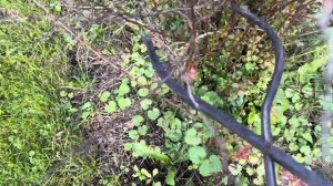 Лёгкий способ обрезки ШИПОВНИКА БАРБАРИСА РОЗЫ и Всех колючих растений