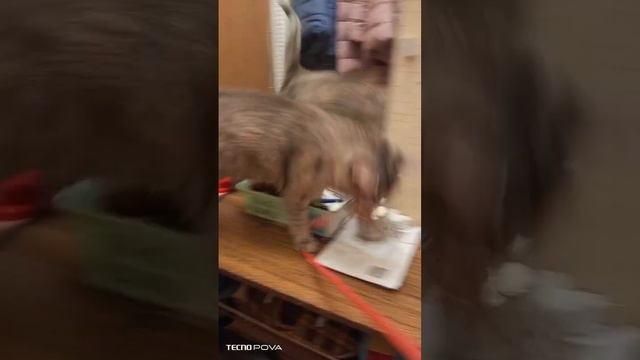 Кошка требует играть. С чего начинается утро. смотреть онлайн