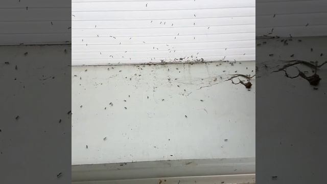 Control de hormigas. смотреть онлайн