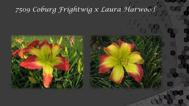 Daylilies of the Valley 2014 daylily introductions смотреть онлайн