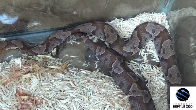 Agkistrodon contortrix mokasen - Birth смотреть онлайн
