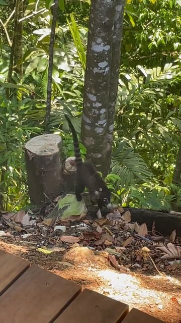 The cutest lil raccoon lemur monkey hybrids 🥹💕 #coati #costarica #wildlife #cuteanimals #jungle смотреть онлайн