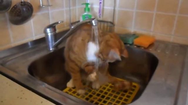 Котик умывается.AVI смотреть онлайн