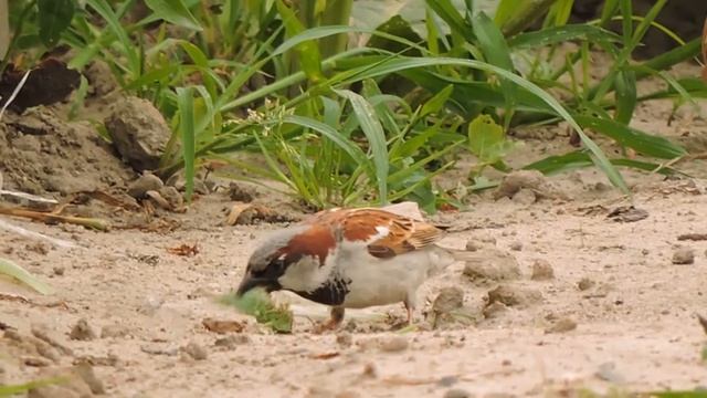 Wróbel zjada pasikonika / Sparrow is eating bush-cricket смотреть онлайн
