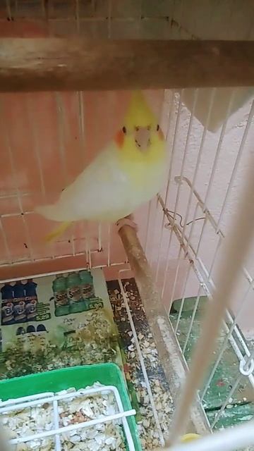 sem idea de título смотреть онлайн