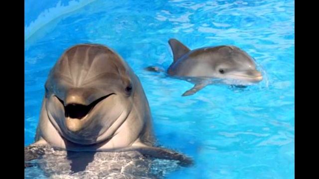 FLIPPER IS WHAT... смотреть онлайн