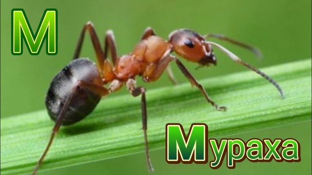 Абетка з тваринами/Alphabet/Алфавит/Українська абетка для дітей/ Вивчаємо літери/ Маленькі мрійники смотреть онлайн