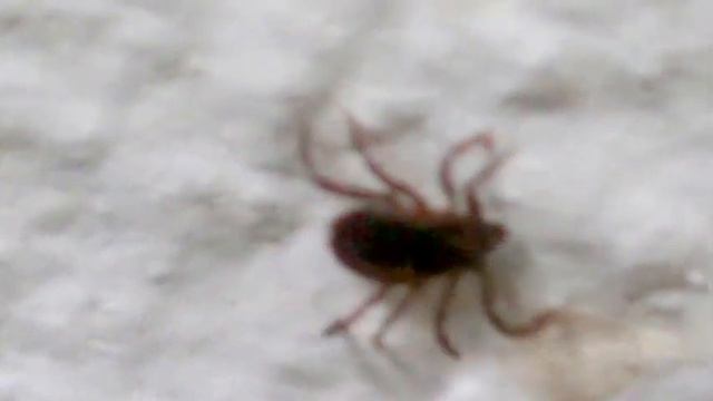 Carrapato vermelho de cães (Rhipicephalus sanguineus) смотреть онлайн