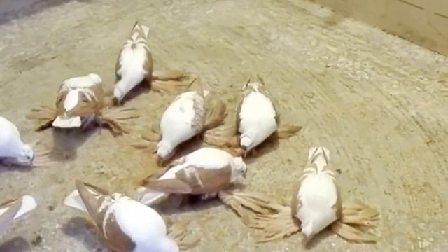 Czajki saksońskie czerwone, Sächsische Flügeltaube, Саксонские голубями чибис смотреть онлайн