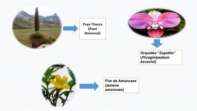 TRAFICO ILEGAL DE FLORA Y FAUNA. смотреть онлайн