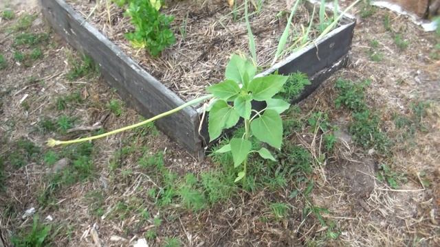 Ogrodowe Pierdamony 14 - Słoneczniki Ze ściółką I Bez