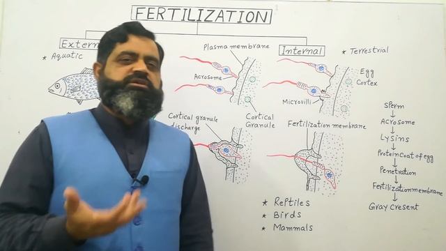 Fertilization Urdu /Hindi medium@prof.masoodfuzail|Types of Fertilization|Internal Fertilization смотреть онлайн