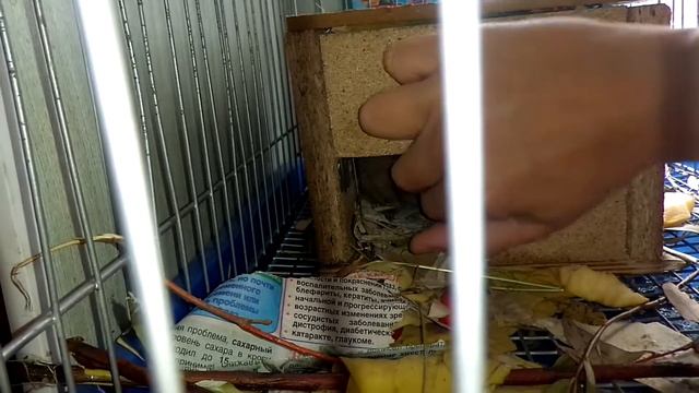 Ондатра.Часть 29. В одиночке).Играемся. смотреть онлайн