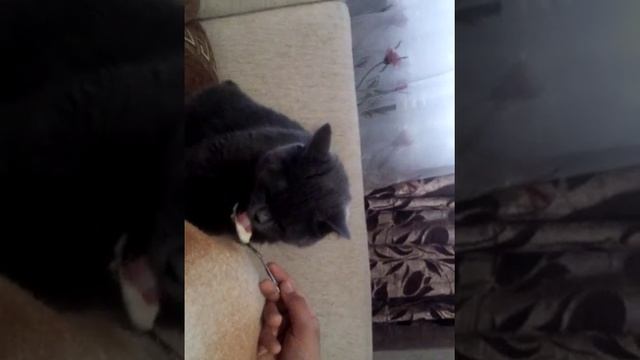 Страсть как любит йогурт смотреть онлайн