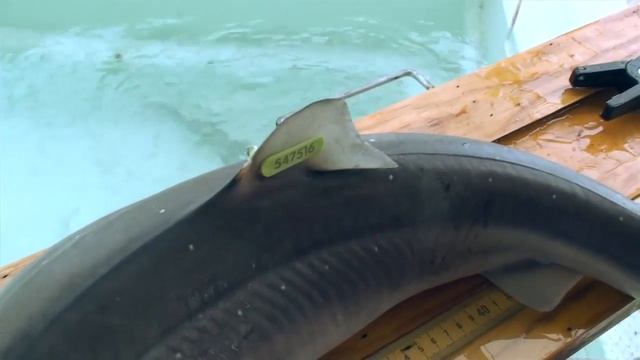 Shark Conservation and the Spiny Dogfish смотреть онлайн