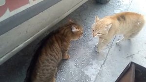 Коты ругаются