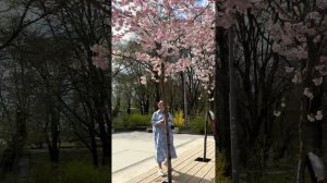 Сакура или вишня?