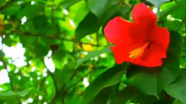 AMAPOLA смотреть онлайн