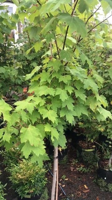 Small potted red maple trees available at Highland Hill Farm near Philadelphia call us 215 651!8329 смотреть онлайн