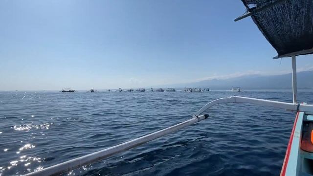 готовимся к плаванию с дельфинами , дельфины на Бали смотреть онлайн