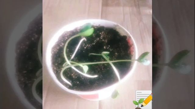 👍 ведь я сажаю огурцы 🌱 - "бешенцы" 😁. Виктор Цой, группа Кино 🎤 *Алюминиевые огурцы* #огород #цой смотреть онлайн