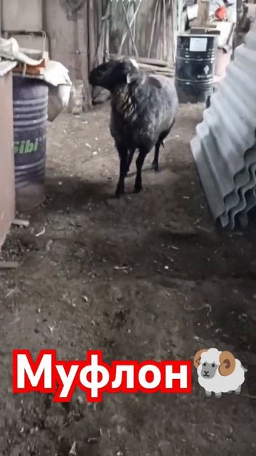 Муфлон 🐏💪 смотреть онлайн