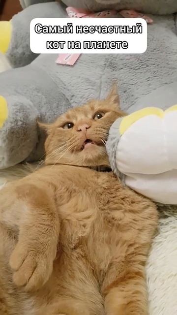 когда хозяйка жадина😂 #cat #shorts #animals #short #кот #рыжийкот #котэйка #животные #котыприколы