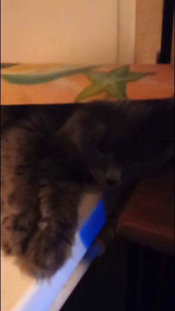 Нибелунг Маркиза/ Отдыхает, её лучше не трогать#shorts