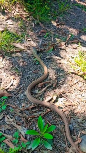 #snake #snakevideo #viral #trending #viralvodeo #trendingvideo @MRINDIANHACKER  #shorts #ytshorts смотреть онлайн