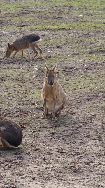 kangaroo || Australian kangaroo || fastest animal смотреть онлайн